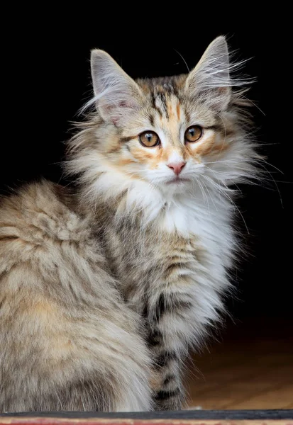 Kleine Norwegian Forest Cat Kitten Zittend Deur — Stockfoto