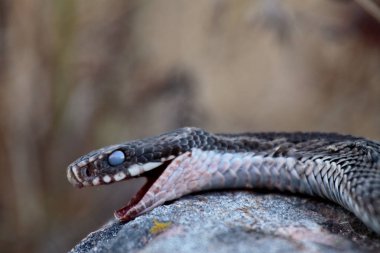 Bir taş ölü engerek