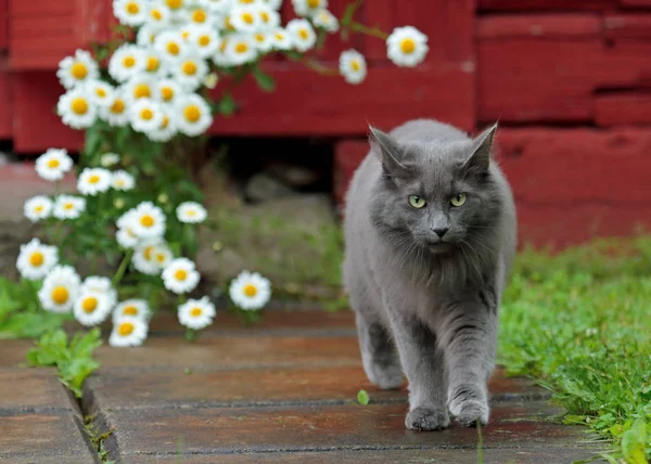 背景上有雏菊的挪威森林猫男性 — 图库照片
