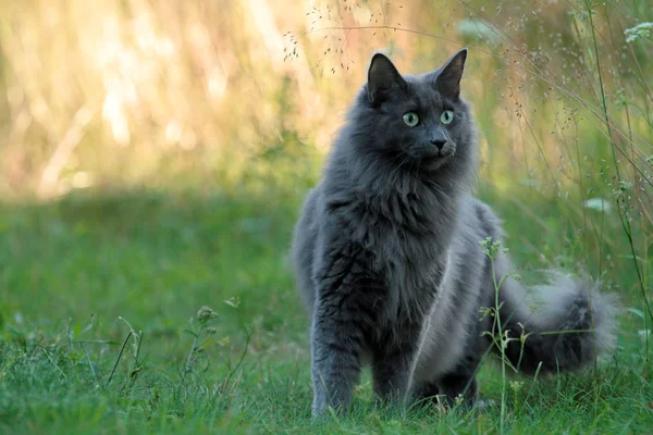 Niebieski Norweskie Leśne Kot Stojący Zewnątrz Wieczorem Pięknym Podświetleniem — Zdjęcie stockowe