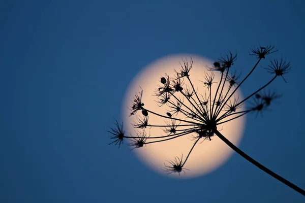 Dry black plant against the full moon in winter time