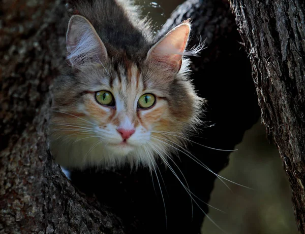 Νορβηγική Forest Γάτα Θηλυκό Στο Δέντρο — Φωτογραφία Αρχείου