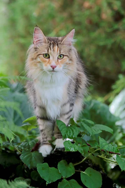 Krásná Norská Lesní Kočka Stojící Kameni Zahradě — Stock fotografie