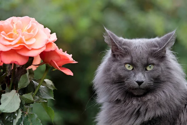 A blue norwegian forest cat female with very strict expression and  beautiful red roses in garden