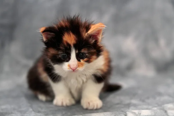 Chaton Chat Forêt Nordique Âgé Quelques Semaines Assis Studio — Photo