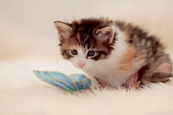 Sweet Norwegian Forest Cat Kitten Sitting Sheep Skin Studio Portrait — Stock Photo, Image