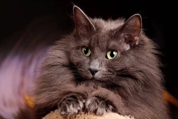 Een Portret Van Een Mooie Blauwe Noorse Bos Kat — Stockfoto