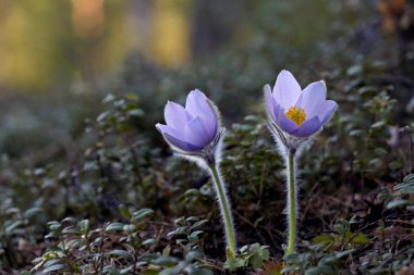 Pulsatilla patenler, sadece güney Finlandiya ormanlarının ortasında ve sadece belirli bir alanda açan nadir ve korunan bir çiçek
