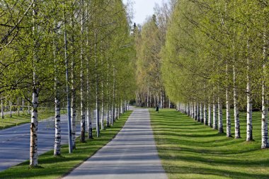 Genç huş ağaçları ile bir sokak Springlike sahne