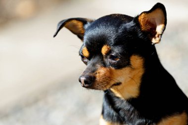Baharda bir chihuahua meksika köpek güneşli bir portre