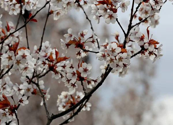 Spring Time Cherry Trees Bloom White Flowers — Stock Photo, Image