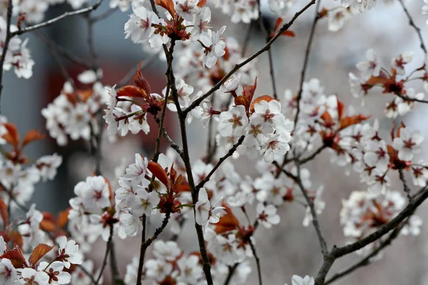 Spring Time Bloeien Kersenbomen Met Witte Bloemen — Stockfoto