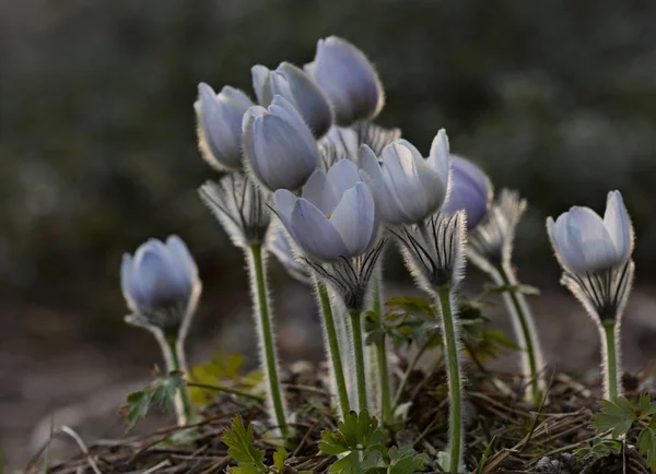Pulsatilla Patens Rare Protected Flower Blooming Only Middle Southern Finlands — Stock Photo, Image
