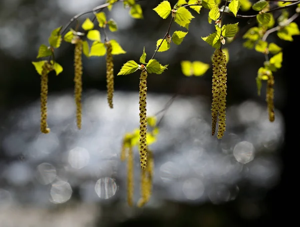Virágzó Nyírfakó Tavaszi Háttérfénnyel — Stock Fotó