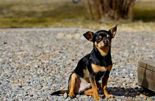 Маленькая Чихуахуа Собака Сидит Солнечном Дворе Ранней Весной — стоковое фото
