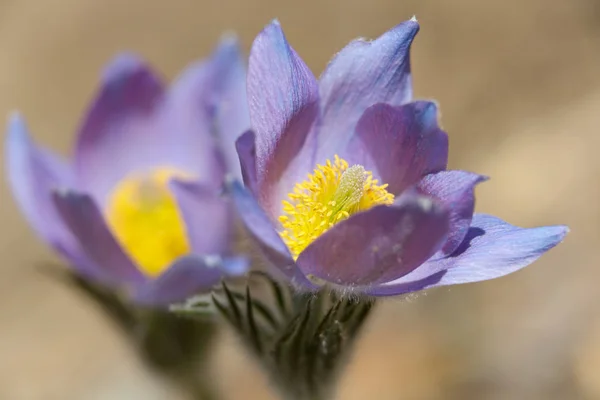 Pulsatilla Patens Rare Protected Flower Blooming Only Middle Southern Finlands — Stock Photo, Image