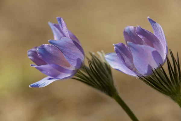 Pulsatilla Patens Rzadki Chroniony Kwiat Kwitnący Tylko Połowie Południowych Lasów — Zdjęcie stockowe