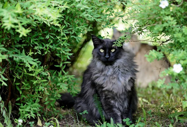 Норвежский лесной кот под кустом — стоковое фото