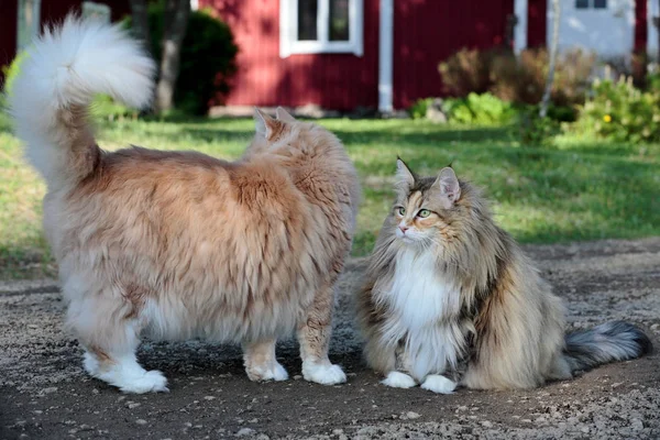 Két macska találkozik a szabadban. — Stock Fotó