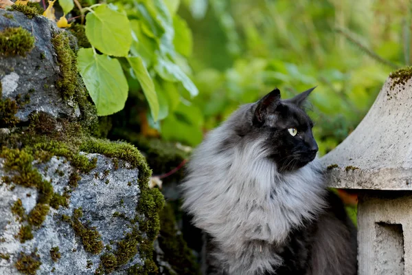 Fekete füst norvég erdei macska hím — Stock Fotó