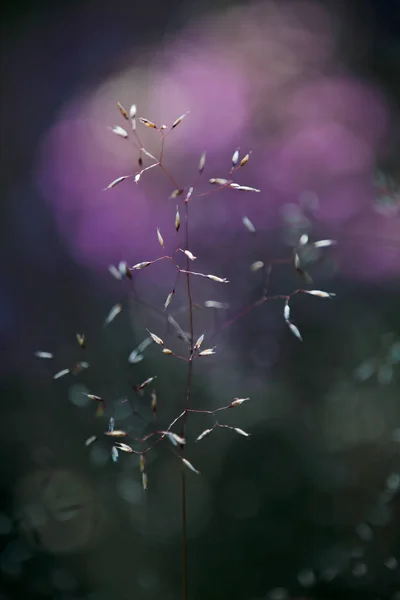 Um feno frágil florescendo em um prado — Fotografia de Stock