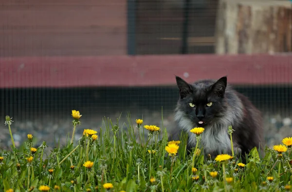Fekete Füst Színes Norvég Erdei Macska Hím Pitypangokkal — Stock Fotó