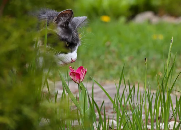 Gatto Della Foresta Norvegese Femmina Profumato Fiore Tulipano Giardino — Foto Stock