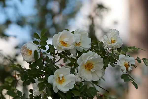夏の庭に咲くローザ スピノシマ ローザ ピンピネリフォリア の白い芳香のある花 — ストック写真