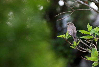 Bir ortancanın dalında uçan sinekkapan görüldü.