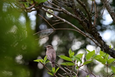 Bir dala oturmuş sinekkapan gördüm.