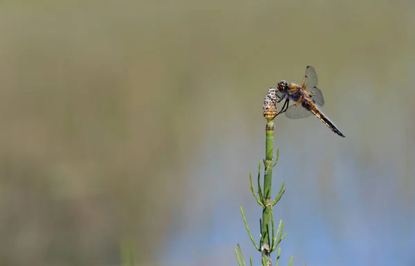 Four Spotted Chaser Resting Top Plant — Stock Photo, Image