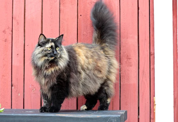 Норвежская Лесная Кошка Стоит Черной Скамейке Открытым Небом — стоковое фото