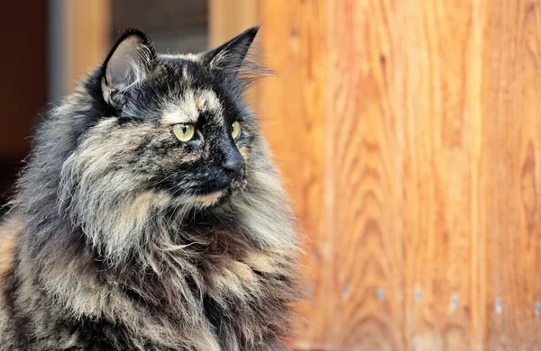 Красивый Портрет Самки Лесной Кошки Торсиды — стоковое фото