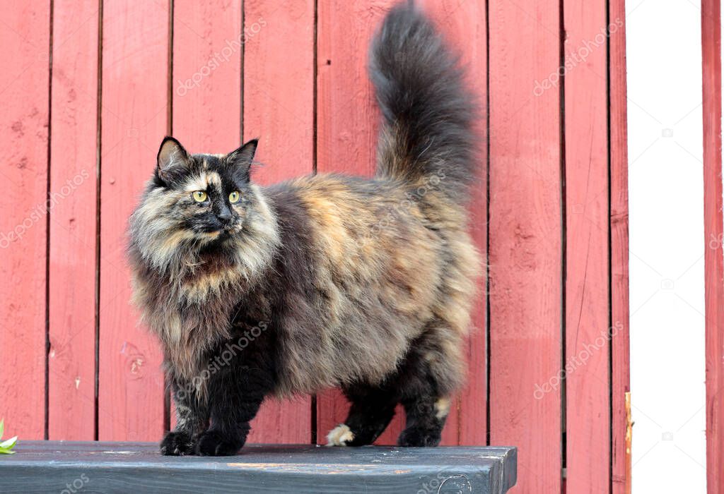 A norwegian forest cat female standing on a black bench outdoors