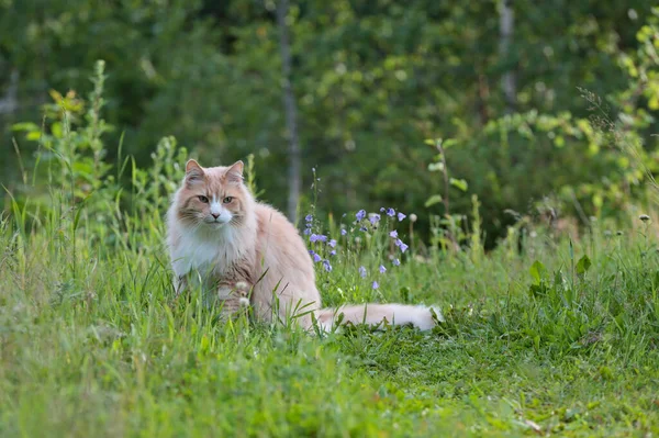 Egy Norvég Erdei Macska Hím Magas Fűben Esti Fényben — Stock Fotó