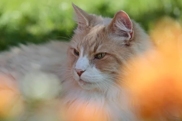 Portret Van Een Creme Kat Achter Enkele Bloemen — Stockfoto