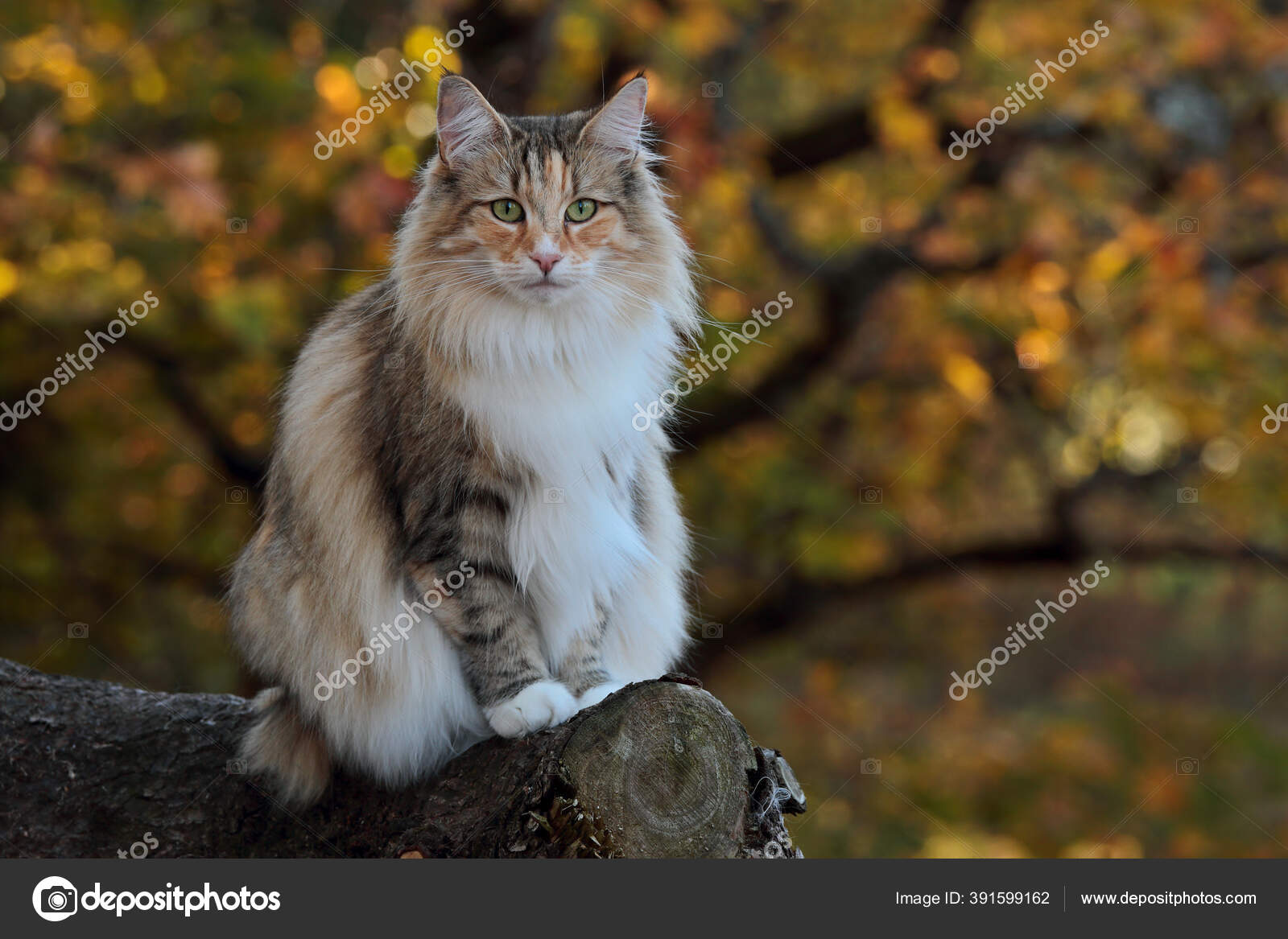 Beautiful Norwegian Forest Cat Female Sitting Autumnal Forest