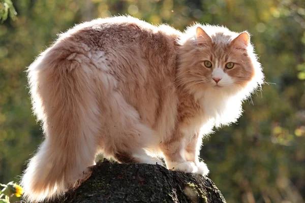 Een Noors Bos Kat Mannetje Mooie Back Light Buiten — Stockfoto