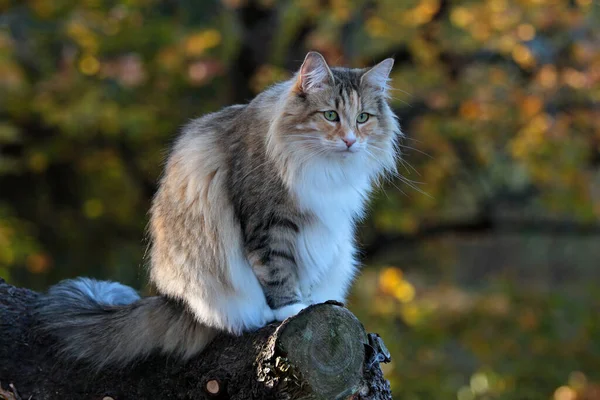 Ένα Νορβηγικό Θηλυκό Γάτα Δάσος Δέντρα Του Φθινοπώρου Στο Βάθος — Φωτογραφία Αρχείου