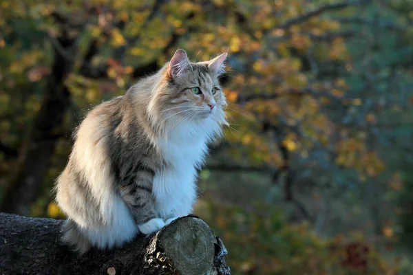 Eine Norwegische Waldkatzenweibchen Mit Herbstbäumen Hintergrund — Stockfoto