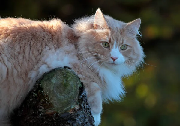 A big and strong norwegian forest cat lying on a stump in autumnal forest