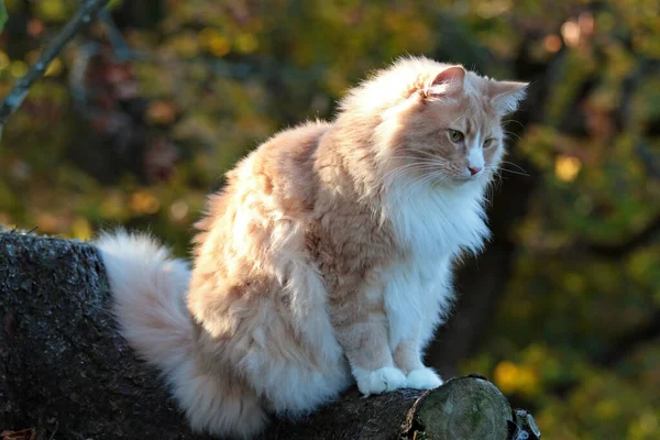 Big Strong Norwegian Forest Cat Sitting Stump Autumnal Forest — Stock Photo, Image