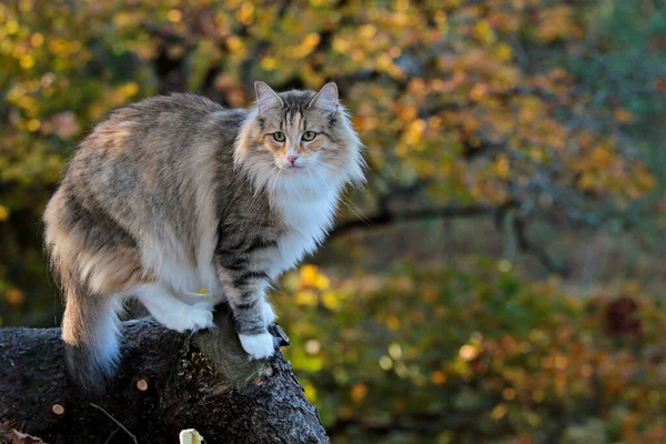 Norsk Skogkatt Hona Med Höstträd Bakgrunden — Stockfoto