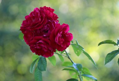 Güzel akşam ışığında parlak kırmızı güller.