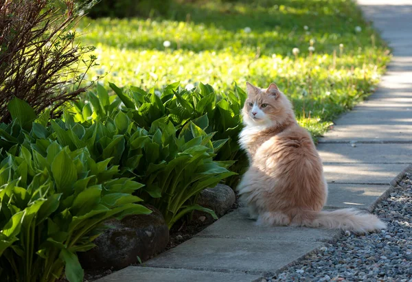 Norvegese Foresta Gatto Maschio Seduto Marciapiede — Foto Stock