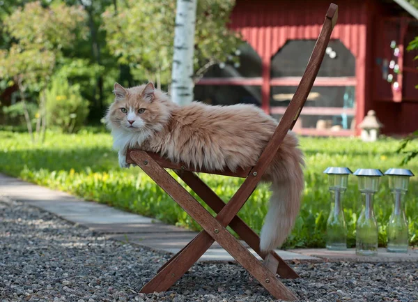 Duży Silny Kot Leżący Drewnianym Krześle Ogrodowym — Zdjęcie stockowe