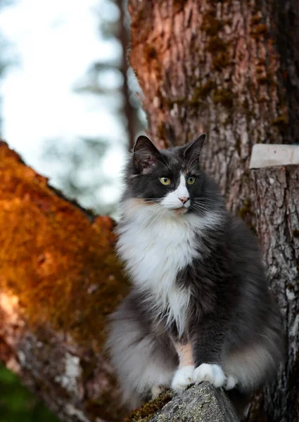 Gato Floresta Bastante Norwegian Sentado Frente Tronco Árvore Bordo — Fotografia de Stock