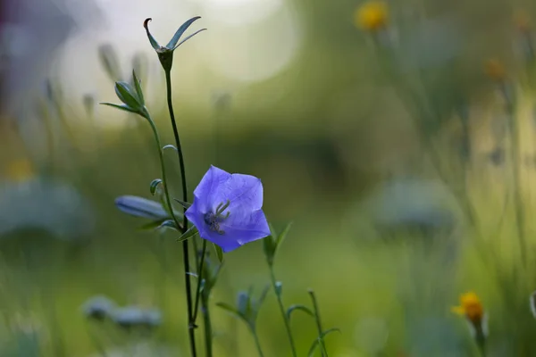 Piękny Kwiat Papieru Kwitnący Pod Koniec Lata — Zdjęcie stockowe