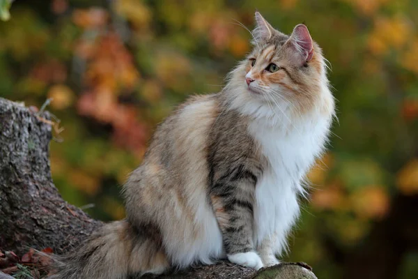 Una Bella Femmina Gatto Della Foresta Norvegese Uno Scenario Autunnale — Foto Stock