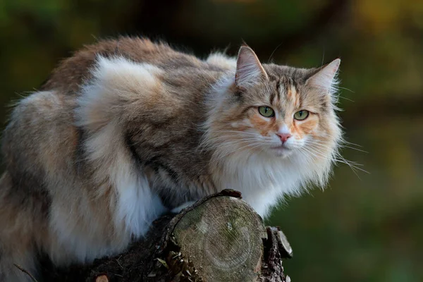 Una Bella Femmina Gatto Della Foresta Norvegese Uno Scenario Autunnale — Foto Stock